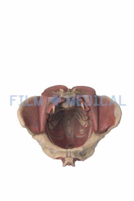 Model Pelvis 